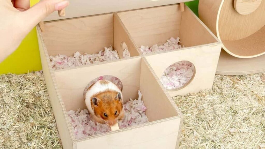 5 DIY Hamster Toys with Cardboard - Pets Dimension