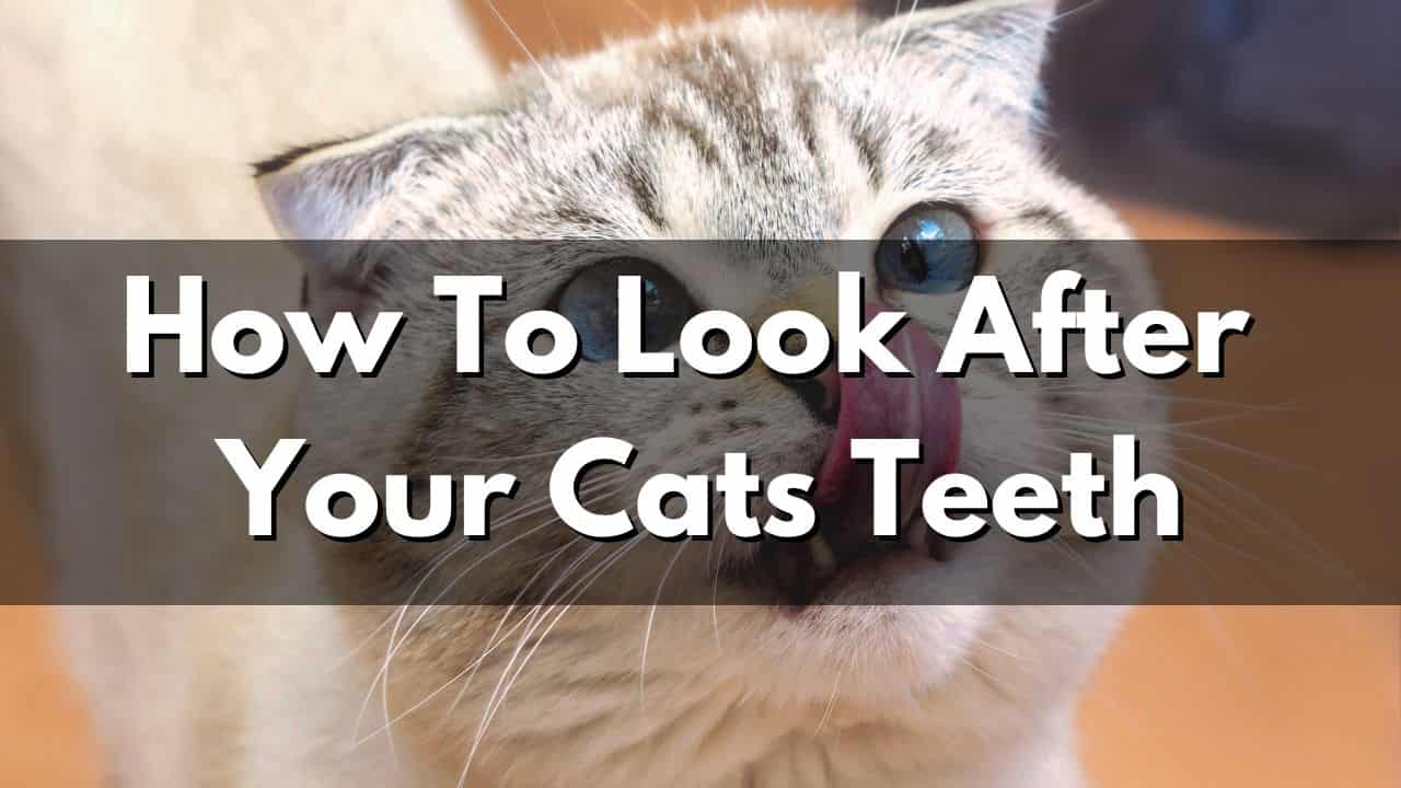 How To Look After Your Cats Teeth - Pets Dimension